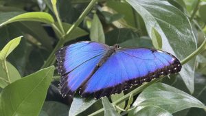 Close-up of a vibrant butterfly resting on a leaf inside the Butterfly House.